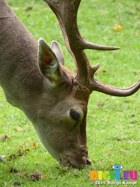 FZ020061 Fallow deer (Dama dama)